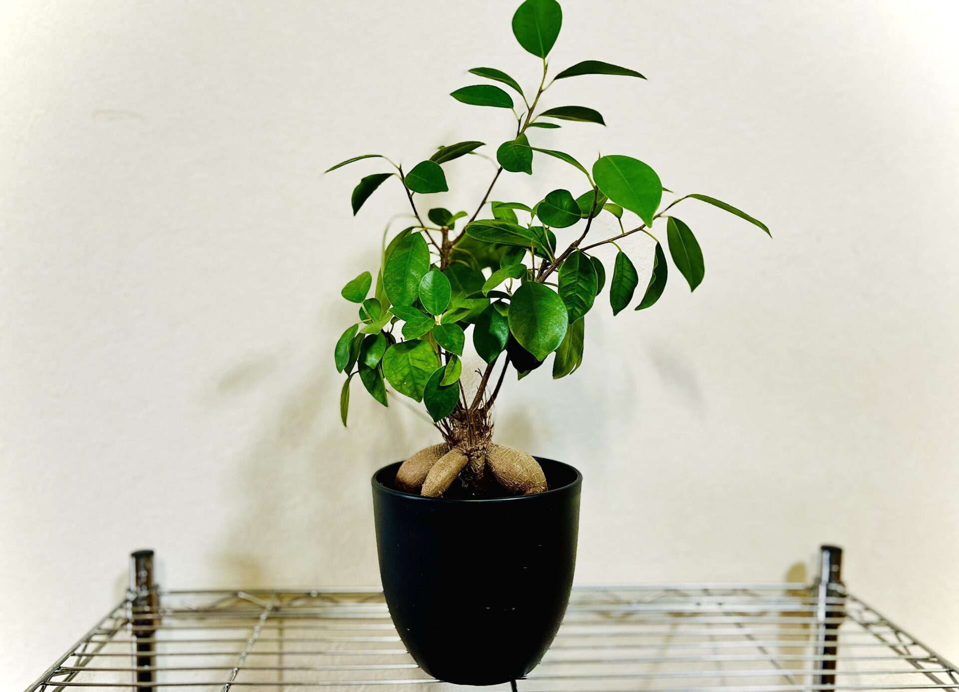 はじまりの植物、ガジュマル｜初心者でも育てられた理由